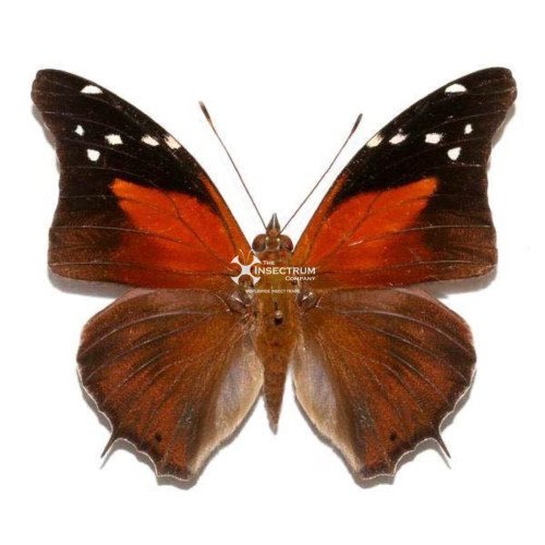 Male (-£1.00)